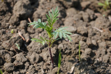 A marigold seedling has been planted in the agricultural field in close up with a blurry background