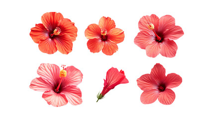 Pack Hibiscus Flower Set Against Transparent Background for Botanical Branding, Floral Decoration, or Natural Design Projects