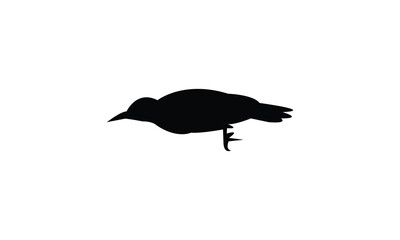 African grey woodpecker bird Silhouette Design  And Vector Illustration. 