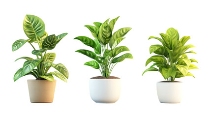 Obraz premium Three potted house plants with vibrant green leaves set against a clean transparent background suitable for interior design promotion.