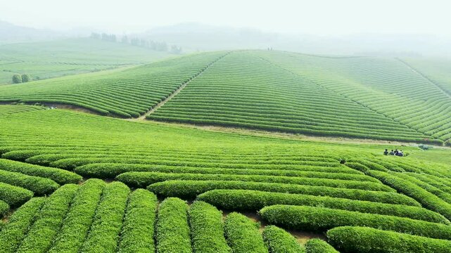 aerial video of a large area of tea gardens in the early morning of spring