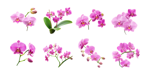 A collection of eight distinct pink orchid flower branches are elegantly set against a clean white backdrop for design use.