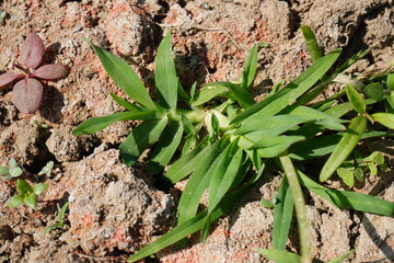 Crabgrass, a common annual weed is growing in the agricultural field or garden or lawn