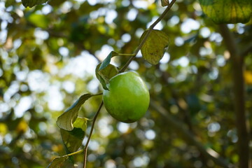 The jujube on its tiny branch in close up with a blurry greenery background