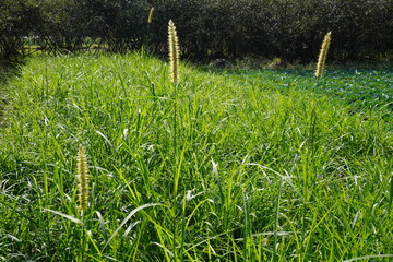 The field of Napier grass, also known as elephant grass, the seed heads of the grass have raised...