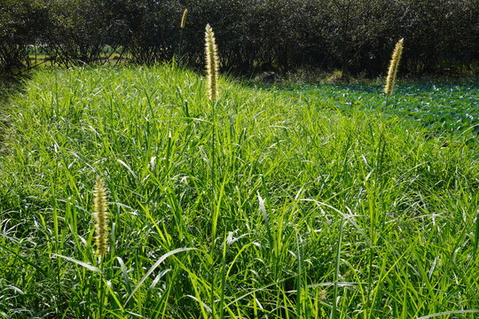 The field of Napier grass, also known as elephant grass, the seed heads of the grass have raised their head upwards