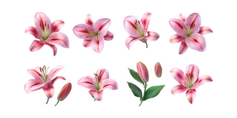 Collection of vibrant pink and striped stargazer lily blossoms and buds arranged artistically, isolated on a bright transparent background for design.