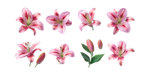 Collection of vibrant pink and striped stargazer lily blossoms and buds arranged artistically, isolated on a bright transparent background for design.