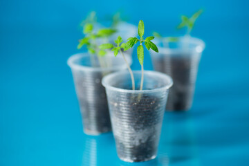 Young tomato sprouts in a plastic cup with soil