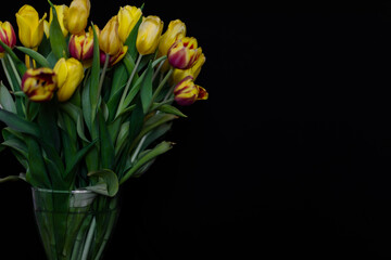 greeting card template, yellow tulips on a black background. free space for text. horizontal photo. layout, banner, wallpaper