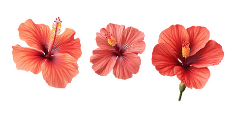 Pack Hibiscus Flower Set Against Transparent Background for Botanical Branding, Floral Decoration, or Natural Design Projects