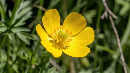 Obraz premium Vibrant Yellow Buttercup Flower Close Up