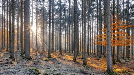 Sunbeams in autumn forest