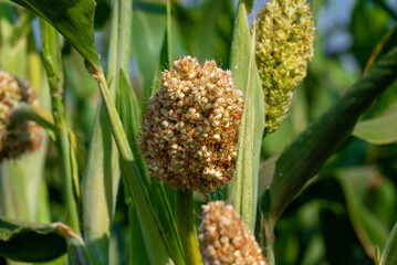 Obraz premium Closeup of Jowar grain (Sorghum) crop. Jowar grain Sorghum crop farm. Millet farm