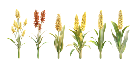 Collection of cereal plants including grain ears and flowering stalks shown evolving against a plain transparent background for agriculture or food.
