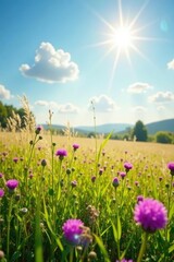 Fototapeta premium Field of hairy vetch with sunlight filtering through, wildflowers, countryside