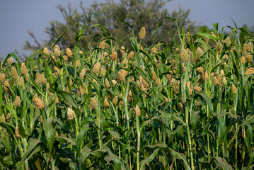Closeup of Jowar grain (Sorghum) crop. Jowar grain Sorghum crop farm. Millet farm