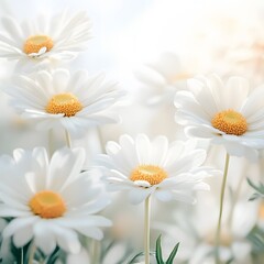 Fototapeta premium Closeup Blooming White Daisies Field Soft Light