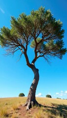 Twisted branches of acacia tree against bright blue sky, tree, natural, wood