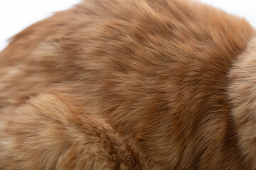 ふわふわな猫の毛並み　茶トラ猫