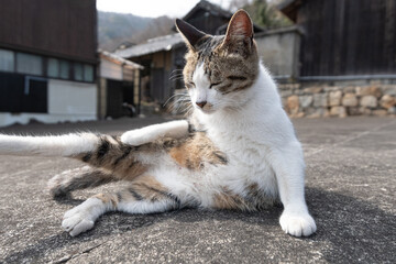 毛づくろいをする可愛い野良猫