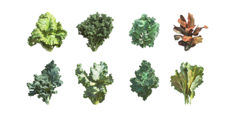 Collection of eight assorted kale leaf varieties showing different shades of green and brown for healthy eating concept design isolated on