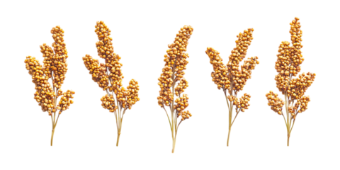 Set of five golden sorghum grain seed heads displayed for use in agricultural packaging or health food advertising isolated on transparent background.