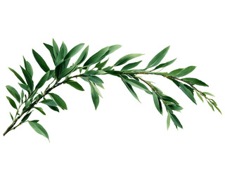 Fototapeta premium Delicate Willow Branch with Flowing Green Leaves on Black Background