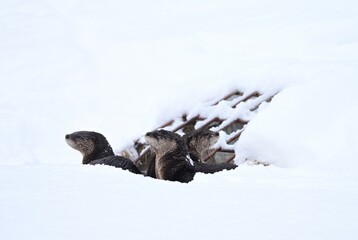 Three River Otters by Snowy Culvert