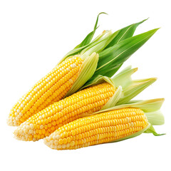 Fresh Sweet Corn with Golden Yellow Kernels Isolated on Transparent Background