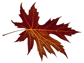 Obraz premium Detailed autumnal maple leaf displaying deep red and orange hues against a black backdrop, evoking seasonal change and natural beauty