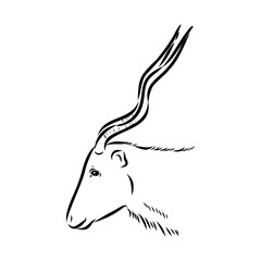 Addax standing sideways sketch, realistic animal monochrome drawing, vintage engraving line art