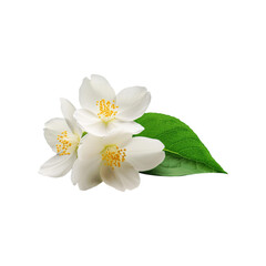 Obraz premium Beautiful white jasmine flowers bunch on transparent background