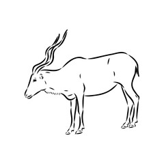 Addax standing sideways sketch, realistic animal monochrome drawing, vintage engraving line art
