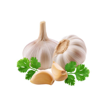 Fresh garlic with coriander leaf on transparent background
