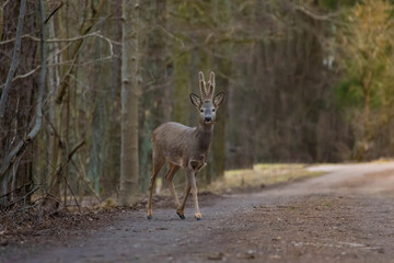 Roe deer male crossing road.