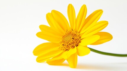Obraz premium Vibrant Yellow Daisy Flower with Unfurled Petals Against White Background