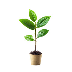 Isolated Young Plant in Biodegradable Pot