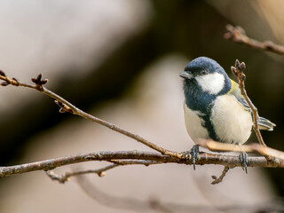 枝にとまるシジュウカラ