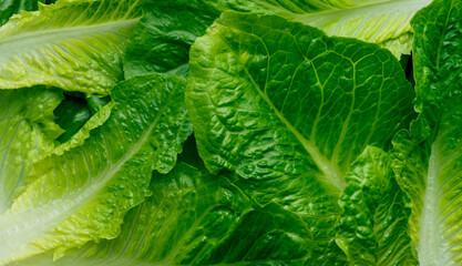 Romaine lettuce leaves close up, green salad leaves background