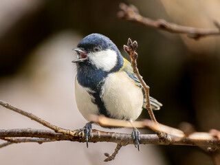 枝にとまるシジュウカラ