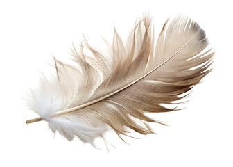 Obraz premium a feather clipart image on transparent background