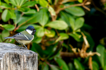 切り株にとまるシジュウカラ