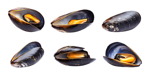 Fototapeta premium Assortment of fresh raw mussels in dark shells displayed individually across a transparent background ready for cooking preparation.