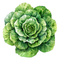 Watercolor Green Cabbage Clipart