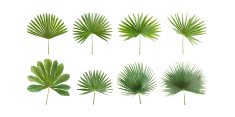 Set of eight distinct fan palm leaves showing various shapes and textures against a pure transparent background for tropical design elements.