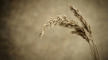 Serene Stillness: A Close-Up of Dried Wheat Stalks Against a Muted Background