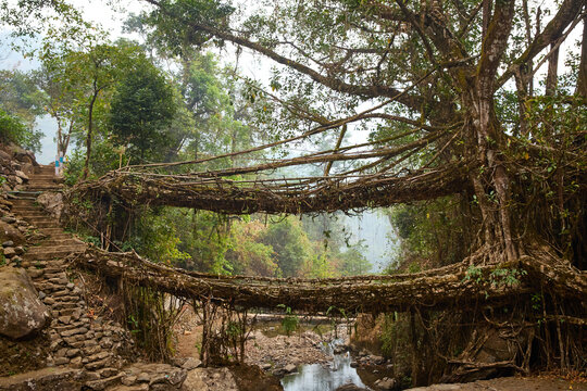 Double decker living root bridge in Meghalaya, India