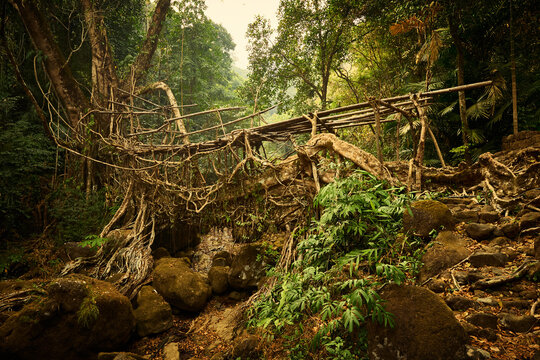 Living root bridge in Meghalaya, India
