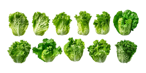 Collection of twelve vibrant green lettuce heads arranged in two rows for healthy eating promotions isolated on a transparent background.